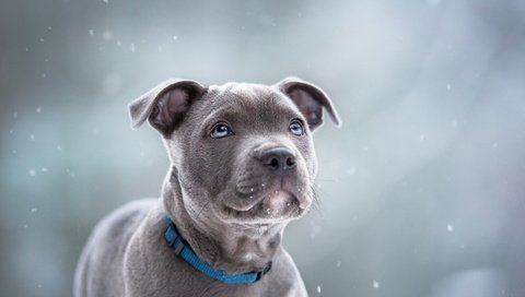 Обои взгляд, собака, друг, ошейник, питбуль, look, dog, each, collar, pit bull разрешение 2047x1309 Загрузить