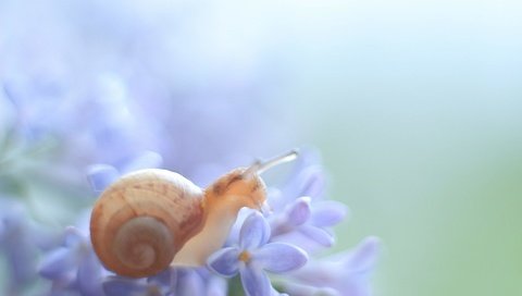 Обои макро, цветок, животное, растение, улитка, macro, flower, animal, plant, snail разрешение 5184x3456 Загрузить