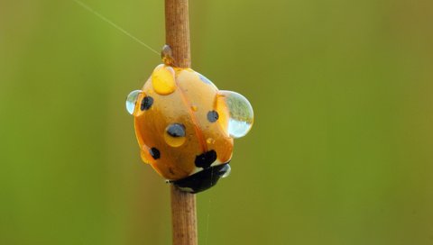 Обои вода, насекомое, роса, капли, божья коровка, стебель, water, insect, rosa, drops, ladybug, stem разрешение 2048x1211 Загрузить