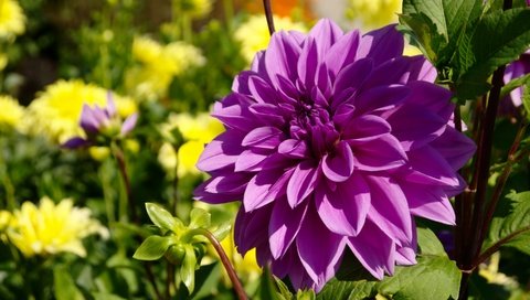 Обои цветок, фиолетовый,  цветы, георгин, лиловая, flower, purple, flowers, dahlia разрешение 2880x1923 Загрузить