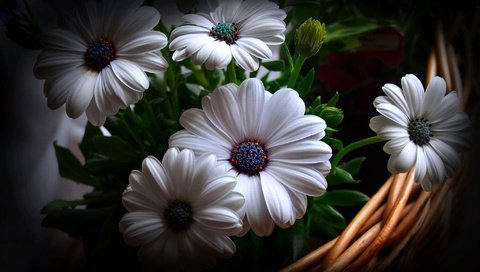 Обои цветы, фон, корзина, гербера, flowers, background, basket, gerbera разрешение 2048x1257 Загрузить