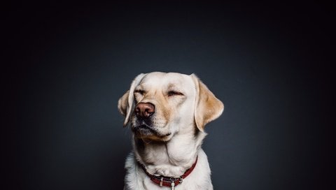 Обои морда, взгляд, собака, лабрадор, ретривер, face, look, dog, labrador, retriever разрешение 2800x1800 Загрузить