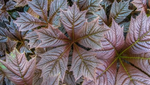 Обои природа, листья, осень, прожилки, растение, крупным планом, nature, leaves, autumn, veins, plant, closeup разрешение 2560x1707 Загрузить