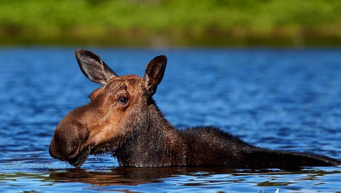 Обои вода, природа, животное, лось, elan, water, nature, animal, moose разрешение 1986x1400 Загрузить