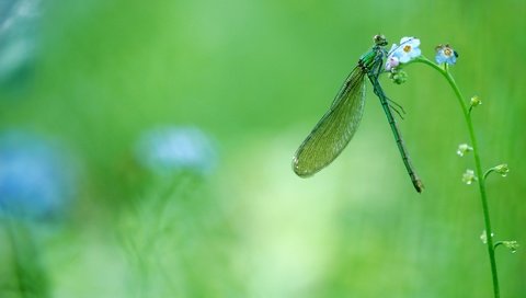 Обои цветы, зелень, макро, насекомое, стрекоза, незабудки, flowers, greens, macro, insect, dragonfly, forget-me-nots разрешение 2880x1620 Загрузить