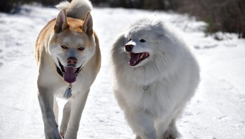 Обои зима, прогулка, друзья, собаки, winter, walk, friends, dogs разрешение 2048x1365 Загрузить