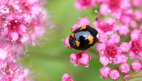 Обои цветы, жук, макро, насекомое, божья коровка, flowers, beetle, macro, insect, ladybug разрешение 2048x1152 Загрузить