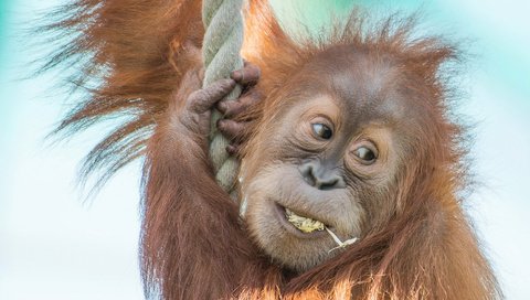 Обои канат, обезьяна, детеныш, орангутан, суматранский орангутан, rope, monkey, cub, orangutan, sumatran orangutan разрешение 1958x1279 Загрузить