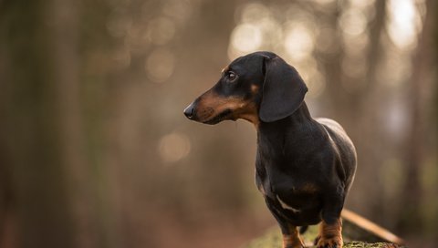 Обои взгляд, собака, друг, такса, jopie, davy, look, dog, each, dachshund разрешение 5346x3569 Загрузить