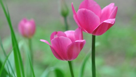 Обои природа, макро, лепестки, тюльпаны, стебель, nature, macro, petals, tulips, stem разрешение 2048x1360 Загрузить