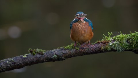 Обои ветка, природа, птица, мох, рыба, зимородок, branch, nature, bird, moss, fish, kingfisher разрешение 2048x1365 Загрузить