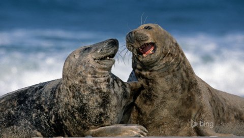 Обои серые, германия, тюлени, гельголанд, длинномордый тюлень, grey, germany, seals, helgoland, glennamaddy seal разрешение 1920x1200 Загрузить