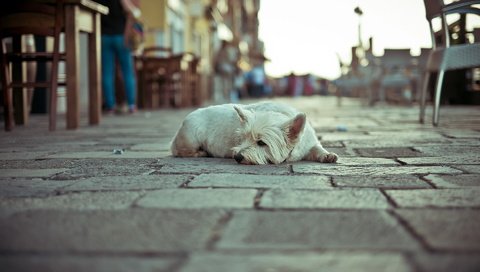 Обои собака, одиночество, улица, dog, loneliness, street разрешение 1920x1274 Загрузить