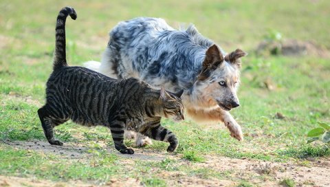 Обои кот, поле, кошка, собака, пес, друганы, крадутся, заговорщики, cat, field, dog, boys, sneak, the conspirators разрешение 2048x1152 Загрузить