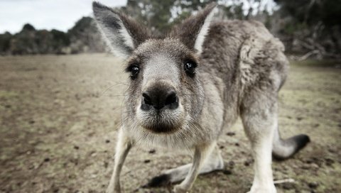 Обои морда, взгляд, животное, кенгуру, с серыми, кенгурёнок, face, look, animal, kangaroo, gray разрешение 2560x1600 Загрузить