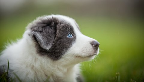 Обои портрет, собака, серый, размытость, щенок, голубые глаза, австралийская овчарка, аусси, portrait, dog, grey, blur, puppy, blue eyes, australian shepherd, aussie разрешение 2048x1152 Загрузить