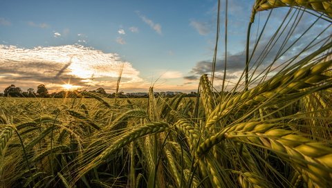 Обои небо, природа, макро, поле, лето, колосья, пшеница, the sky, nature, macro, field, summer, ears, wheat разрешение 2048x1365 Загрузить