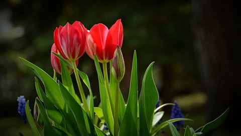 Обои цветы, красные, весна, тюльпаны, краcный, тульпаны, весенние, flowers, red, spring, tulips разрешение 6000x4000 Загрузить
