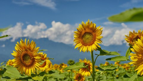 Обои небо, поле, лето, подсолнухи, the sky, field, summer, sunflowers разрешение 2048x1365 Загрузить