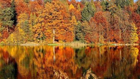 Обои деревья, озеро, лес, листья, отражение, парк, осень, скамья, trees, lake, forest, leaves, reflection, park, autumn, bench разрешение 2000x1333 Загрузить