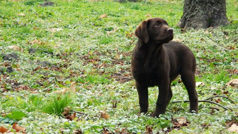 Обои трава, листья, собака, щенок, лабрадор, grass, leaves, dog, puppy, labrador разрешение 1920x1200 Загрузить