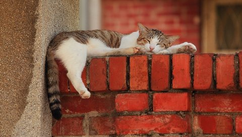 Обои кот, лапы, стена, отдых, cat, paws, wall, stay разрешение 2880x1920 Загрузить