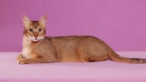 Обои фон, поза, кот, кошка, взгляд, абиссинская, background, pose, cat, look, abyssinian разрешение 1920x1440 Загрузить