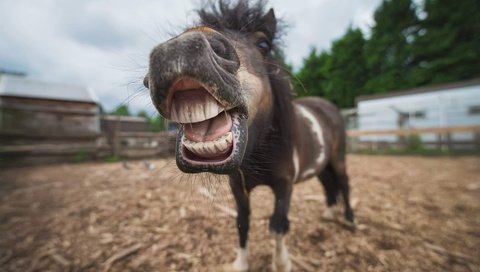 Обои морда, лошадь, портрет, животное, пони, конь, ракурс, shetland, face, horse, portrait, animal, pony, view разрешение 1920x1283 Загрузить