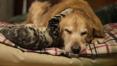 Обои фон, кот, кошка, собака, дружба, золотистый ретривер, cобака, background, cat, dog, friendship, golden retriever разрешение 2880x1898 Загрузить