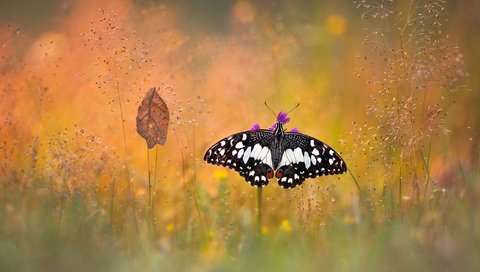 Обои макро, насекомое, бабочка, лист, боке, травинки, macro, insect, butterfly, sheet, bokeh, grass разрешение 2048x1358 Загрузить