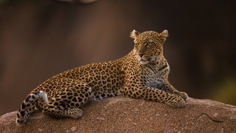 Обои леопард, пятна, хищник, leopard, spot, predator разрешение 1930x1242 Загрузить