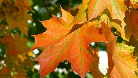 Обои листья, осень, клен, leaves, autumn, maple разрешение 2048x1348 Загрузить