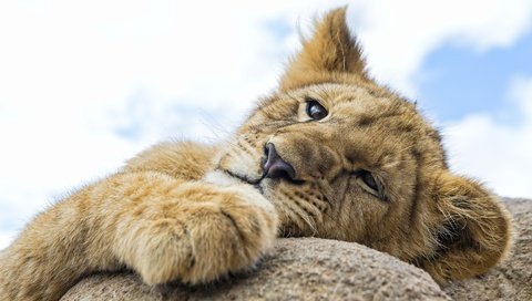 Обои мордочка, взгляд, лев, лапа, львёнок, голова, львенок на камне, muzzle, look, leo, paw, lion, head, lion cub on the rock разрешение 3000x1721 Загрузить