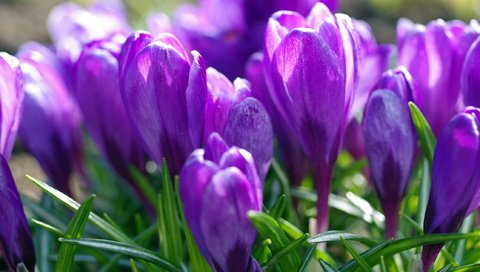 Обои фиолетовый, весна, крокусы, purple, spring, crocuses разрешение 2232x1484 Загрузить