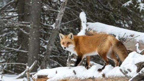 Обои деревья, снег, лес, рыжая, лиса, хищник, лисица, trees, snow, forest, red, fox, predator разрешение 2048x1365 Загрузить