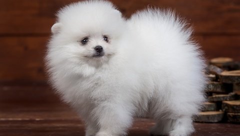 Обои пушистый, белый, щенок, милый, шпиц, fluffy, white, puppy, cute, spitz разрешение 4000x2523 Загрузить