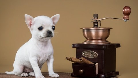 Обои корица, собака, щенок, кофемолка, чихуахуа, cinnamon, dog, puppy, coffee grinder, chihuahua разрешение 2400x1560 Загрузить