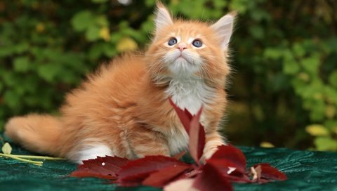 Обои котенок, рыжий, мейн-кун, kitty, red, maine coon разрешение 1920x1215 Загрузить