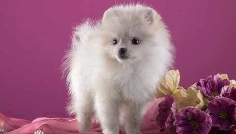 Обои цветы, белый, щенок, порода, шпиц, flowers, white, puppy, breed, spitz разрешение 2600x1703 Загрузить