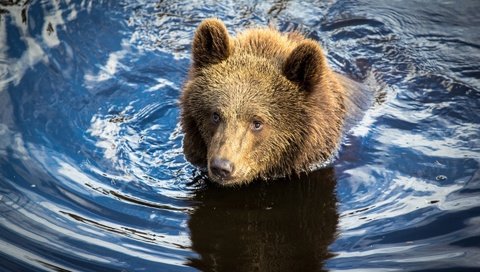 Обои вода, река, медведь, мишка, охота, медвежонок, water, river, bear, hunting разрешение 1920x1200 Загрузить