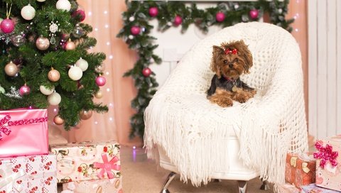 Обои новый год, елка, кресло, праздник, бантик, йоркширский терьер, new year, tree, chair, holiday, bow, yorkshire terrier разрешение 2400x1498 Загрузить
