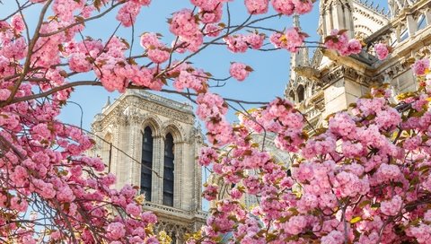 Обои собор, париж, весна, сакура, cathedral, paris, spring, sakura разрешение 2048x1304 Загрузить