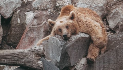 Обои медведь, животное, зоопарк, бурый, медвед, животно е, зоо, bear, animal, zoo, brown, animals разрешение 4000x3000 Загрузить