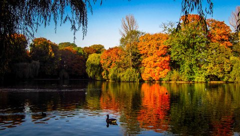 Обои деревья, озеро, осень, утки, индия, осен, trees, lake, autumn, duck, india разрешение 3902x2195 Загрузить