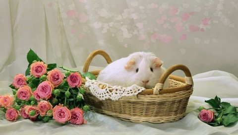 Обои цветы, розы, корзина, салфетка, собаки, грызун, морская свинка, flowers, roses, basket, napkin, dogs, rodent, guinea pig разрешение 2000x1227 Загрузить