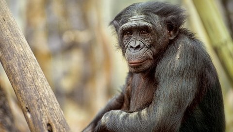 Обои природа, обезьяна, примат, карликовый шимпанзе, шимпанзе, nature, monkey, the primacy of, pygmy chimpanzee, chimpanzees разрешение 2560x1600 Загрузить