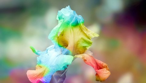 Обои цветок, радуга, ирис, радужный ирис, flower of iris, flower, rainbow, iris, rainbow iris разрешение 2048x1365 Загрузить