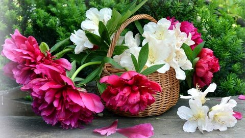 Обои цветы, листья, лепестки, корзина, пионы, азалия, flowers, leaves, petals, basket, peonies, azalea разрешение 2400x1490 Загрузить