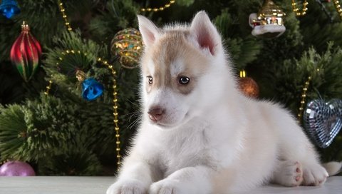 Обои новый год, елка, щенок, хаски, порода, new year, tree, puppy, husky, breed разрешение 3000x1937 Загрузить