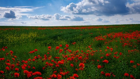 Обои небо, цветы, поле, горизонт, маки, маковое поле, the sky, flowers, field, horizon, maki, poppy field разрешение 2048x1365 Загрузить